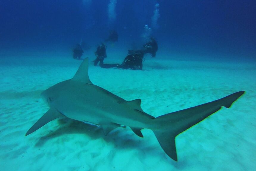 Bull shark swimming over sand with divers observing in the background