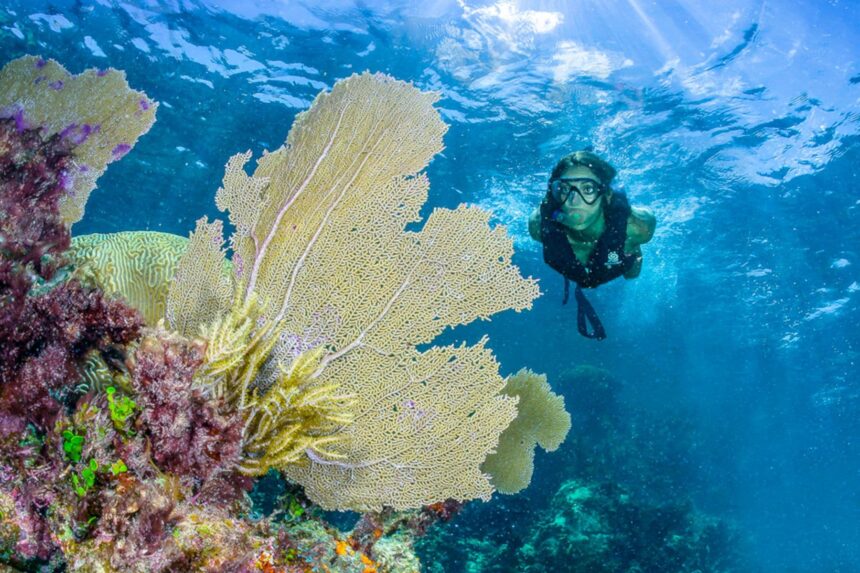 Snorkeler approaching a large sea fan and coral formation near Puerto Morelos