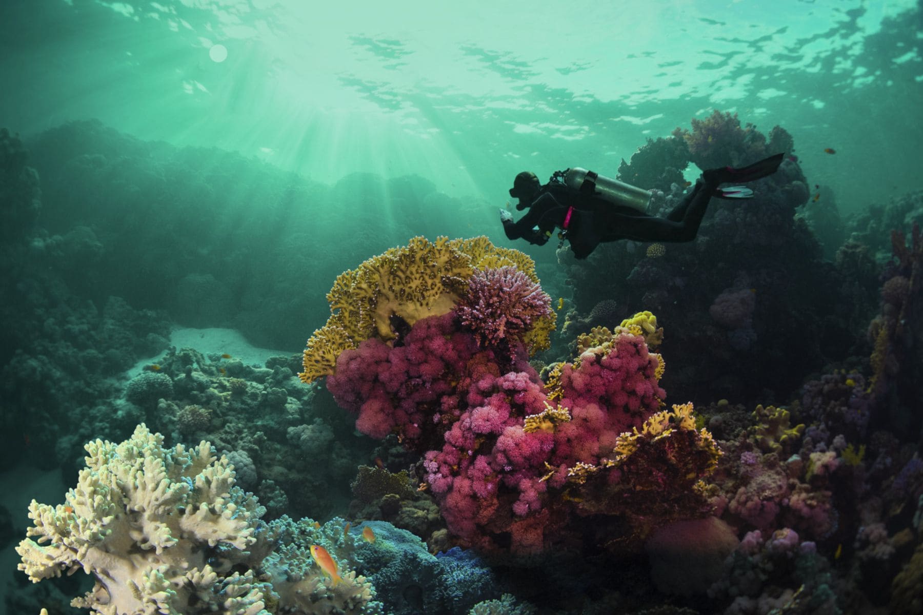 Diver exploring a colorful soft coral reef along the Mesoamerican Barrier Reef