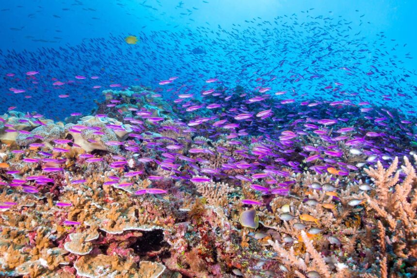 Reef Fish In Fiji's Bligh Water Purple and orange anthias schooling over a healthy coral reef in Fiji's Bligh Water