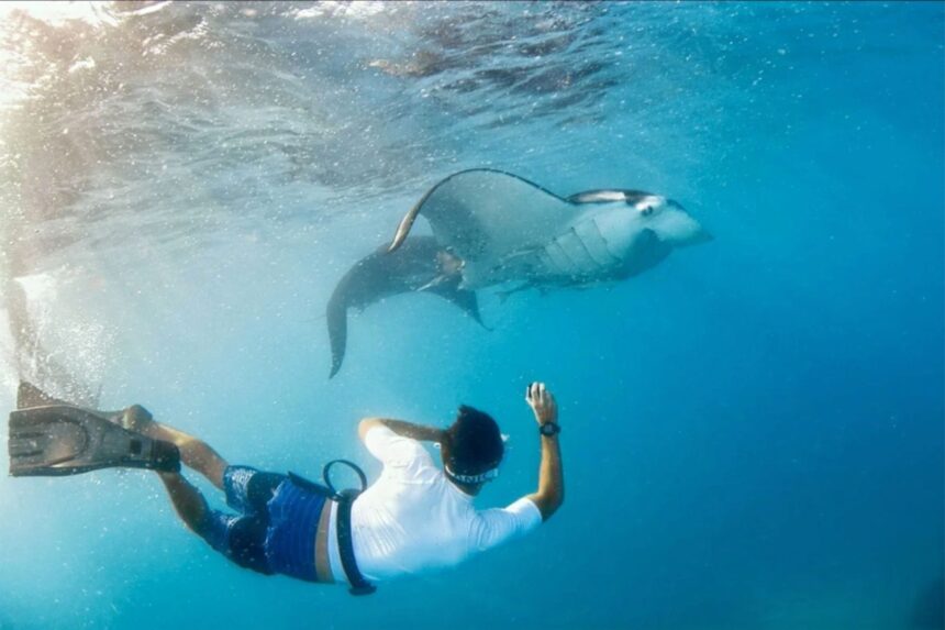 Snorkeling With Manta Rays At Drawaqa Snorkeler finning beneath the surface alongside a manta ray off Drawaqa Island, Fiji