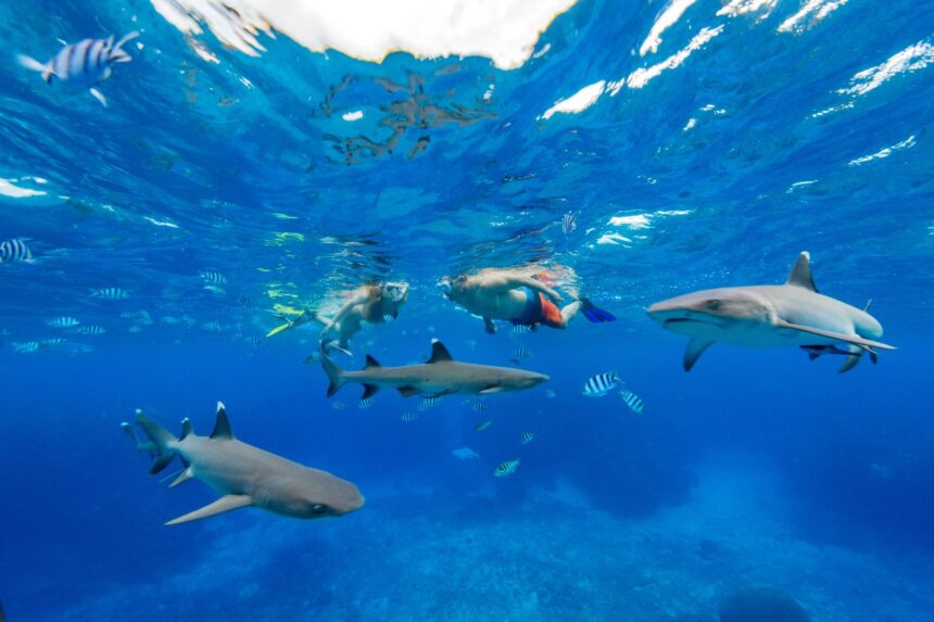 Snorkeling With Reef Sharks in Fiji Snorkelers at the surface above whitetip reef sharks and sergeant major fish in clear Fijian water