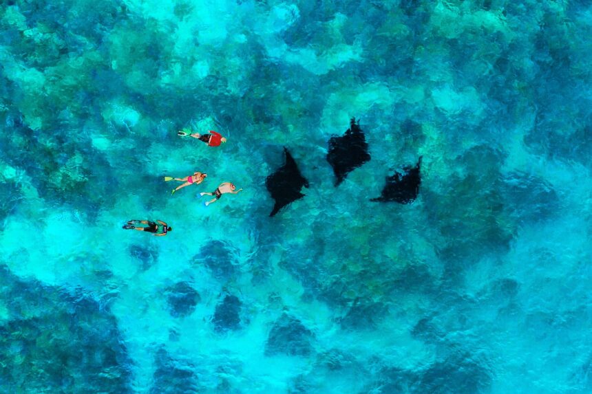 Snorkelers Above Manta Rays in Fiji Aerial view of four snorkelers floating above three manta rays in turquoise shallow water