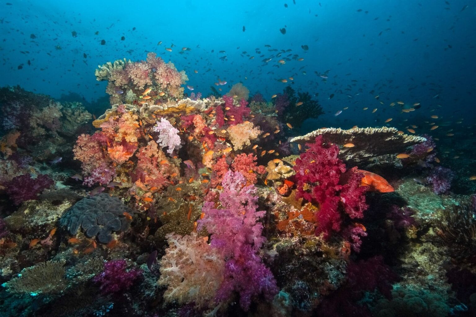 Fijian reef packed with pink and purple soft corals and swarms of orange anthias