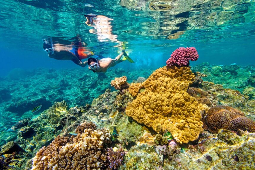 Snorkeling the Malolo Barrier Reef Two snorkelers gliding over a yellow lettuce coral and a pink coral head in clear shallow water