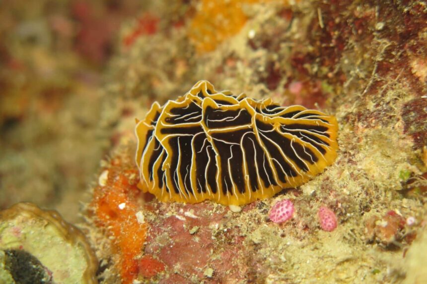 Striped Flatworm on Coral Rubble Black and gold striped flatworm crawling across coral rubble on a Fijian reef