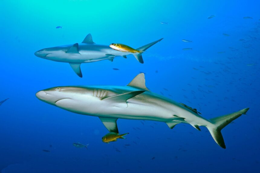 Two grey reef sharks cruise past small fish in blue water