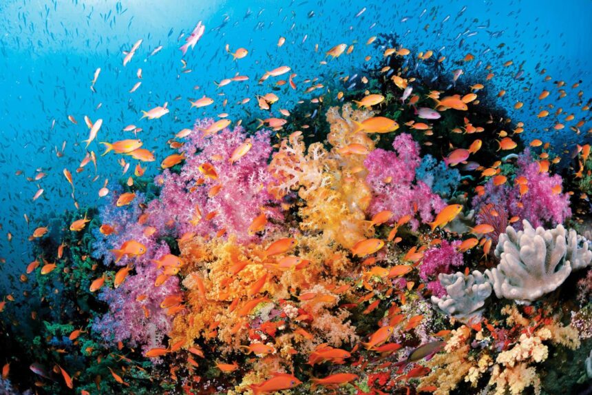 Vivid pink and orange soft coral crowds a Fiji reef wall