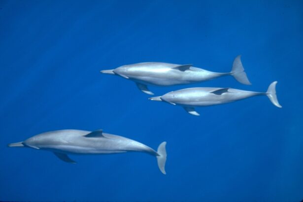 Three spinner dolphins glide together through open blue water