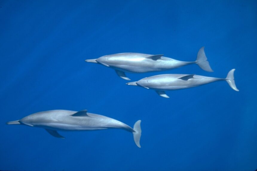 Three spinner dolphins glide together through open blue water