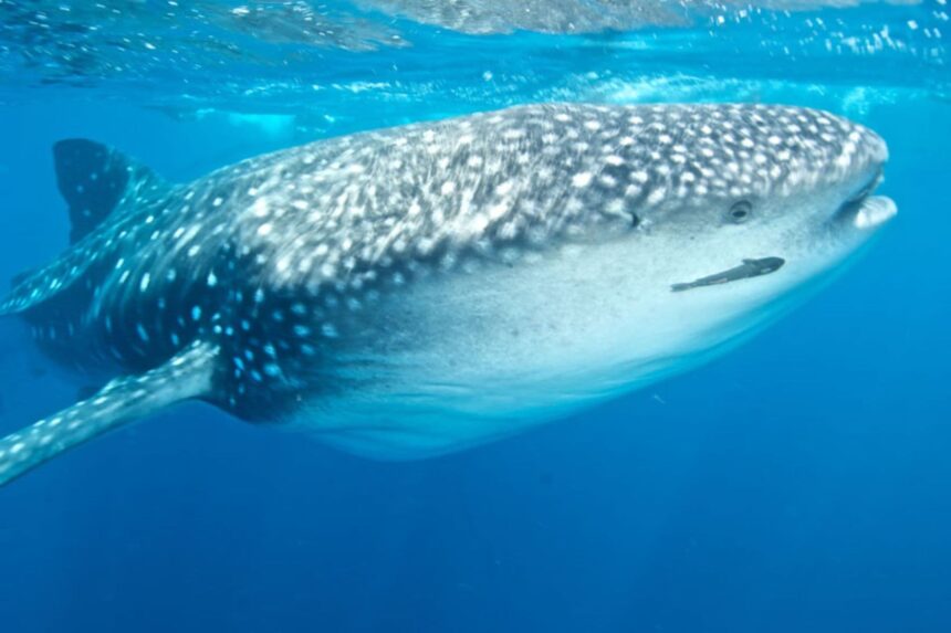 A whale shark glides near the surface trailed by a small fish