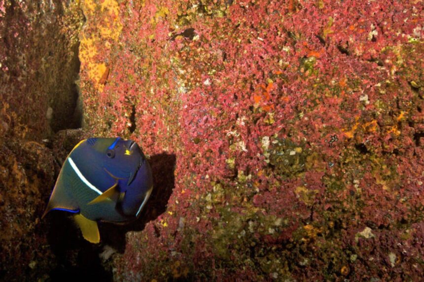 A blue and yellow angelfish tucks against a pink encrusted reef wall