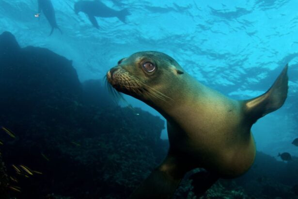 A young fur seal pup rests on volcanic rock in the Galapagos
