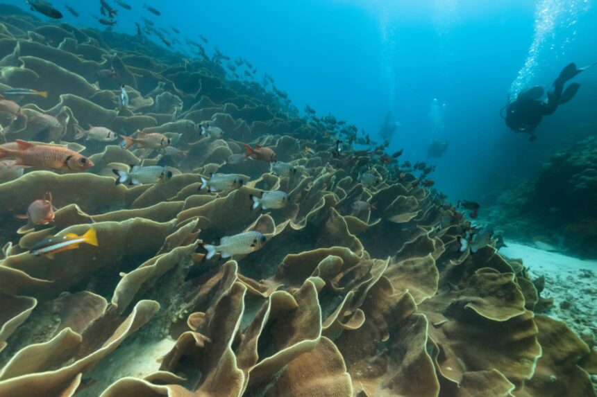 A diver hovers near a school of reef fish over coral