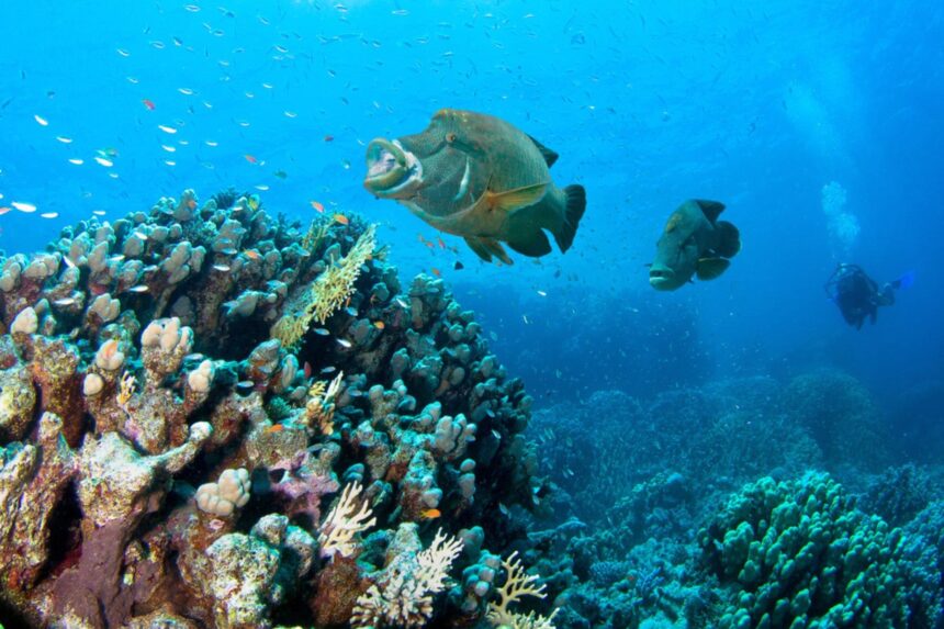 A diver explores a coral reef dive site in Palau