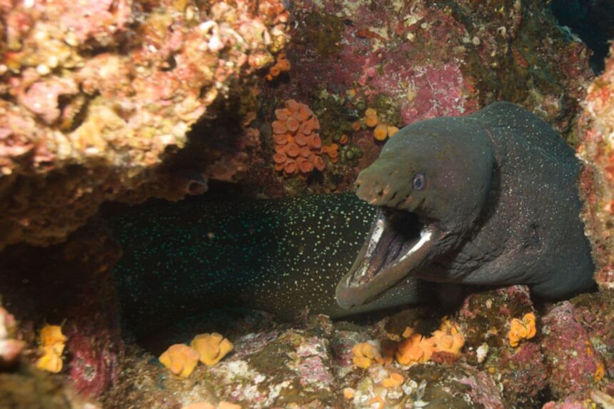 A large napoleon wrasse swims over the reef as a diver looks on