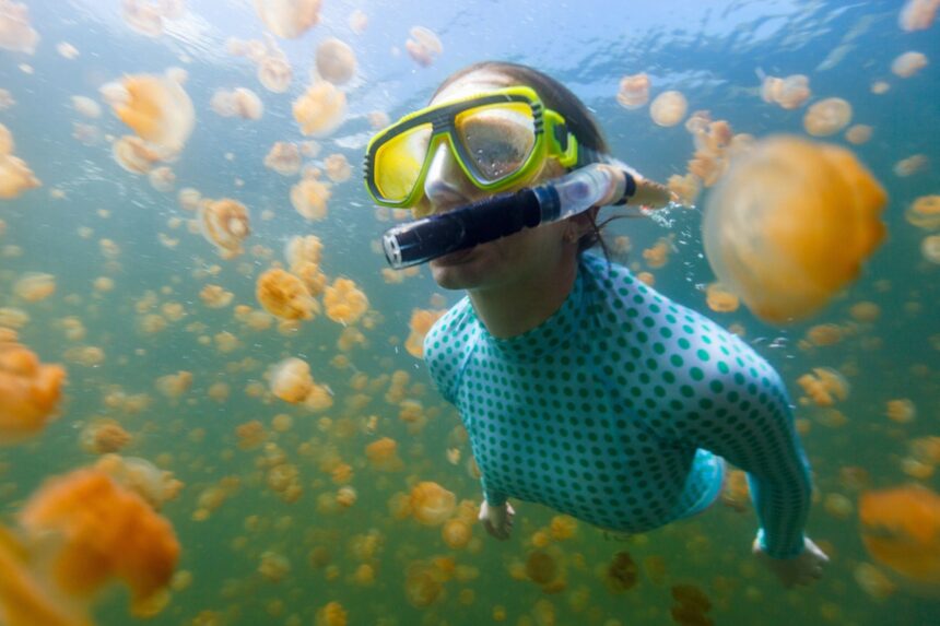 A snorkeler in a wetsuit swims among hundreds of golden jellyfish
