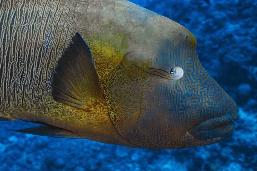 Napoleon wrasse close up showing its patterned face and fin against blue water