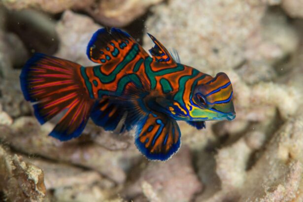 Black Pearl Explorer Mandarinfish