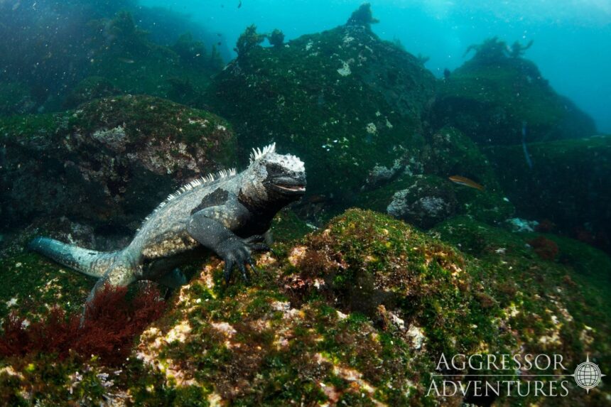 Marine iguana clings to a rocky reef underwater in the Galapagos
