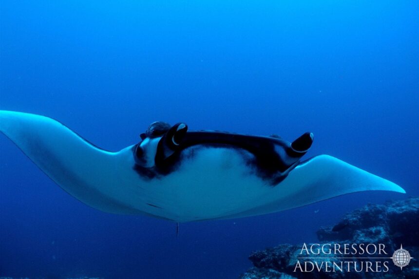 Giant manta ray glides through open blue water in the Galapagos