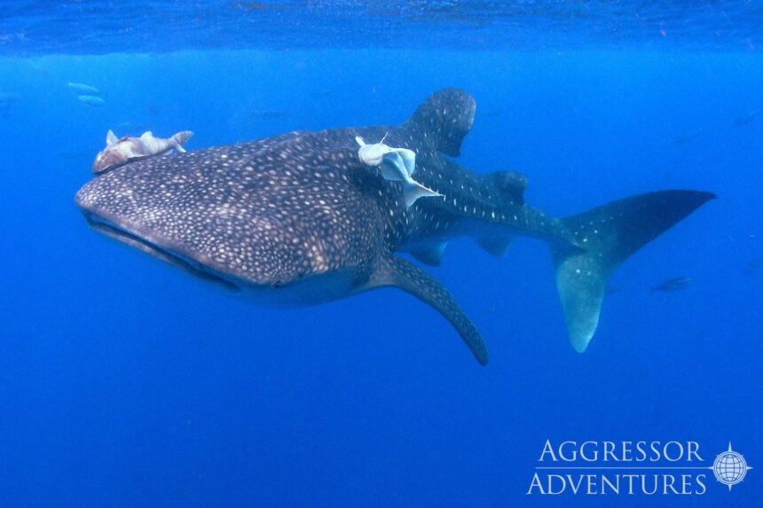 Whale shark swims near the surface trailed by remoras in the Galapagos