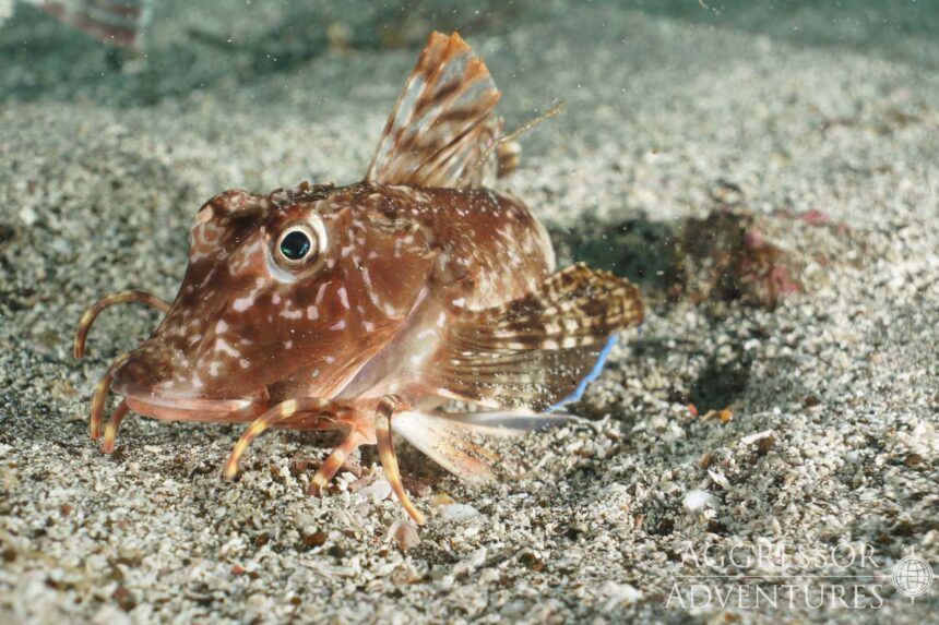 A camouflaged sarcastic fringehead fish rests on sandy seafloor in the Galapagos