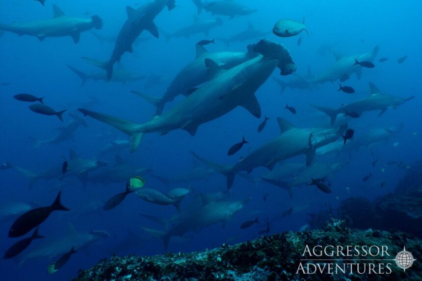 Large school of scalloped hammerhead sharks circles in the blue near Galapagos reefs