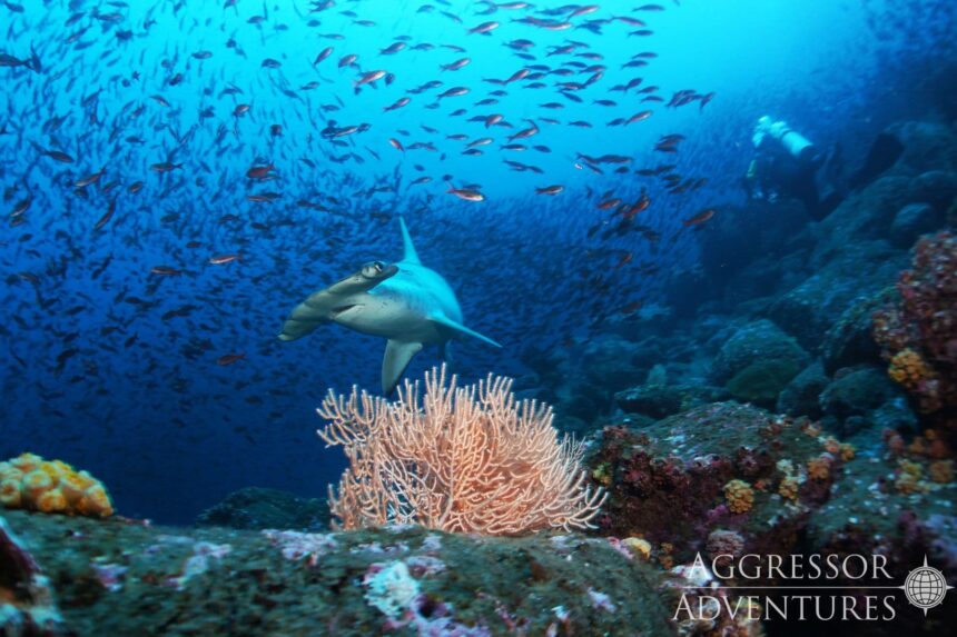 A hammerhead shark passes over a coral reef as a diver watches from the school above
