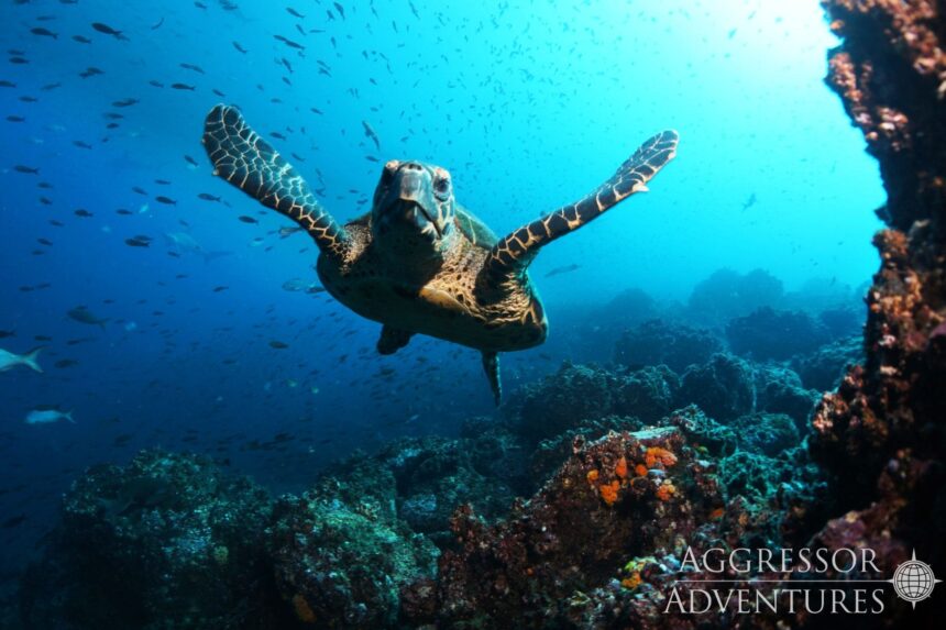 Hawksbill sea turtle glides over a coral reef in the Galapagos