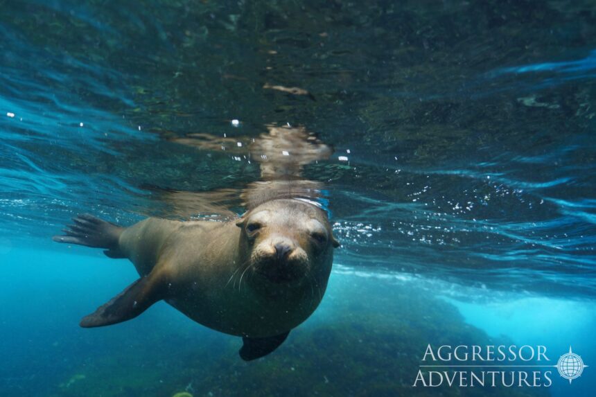 Curious sea lion swims close to the camera underwater in the Galapagos