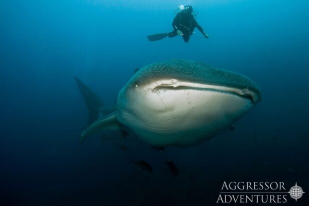 Diver hovers above a whale shark in open water near the Galapagos