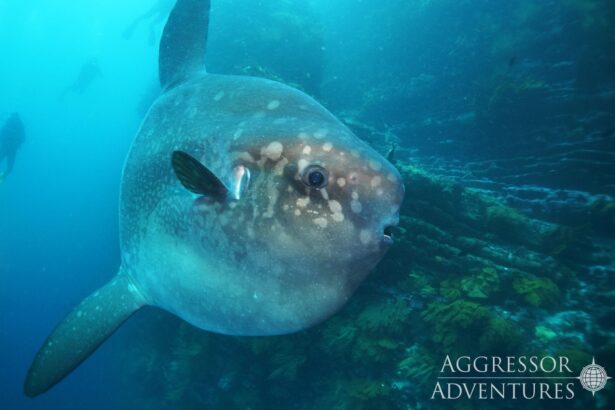 Ocean sunfish, or mola mola, drifts near a reef in the Galapagos