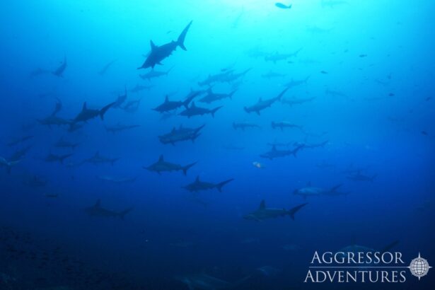 Wide school of hammerhead sharks silhouetted against blue water in the Galapagos
