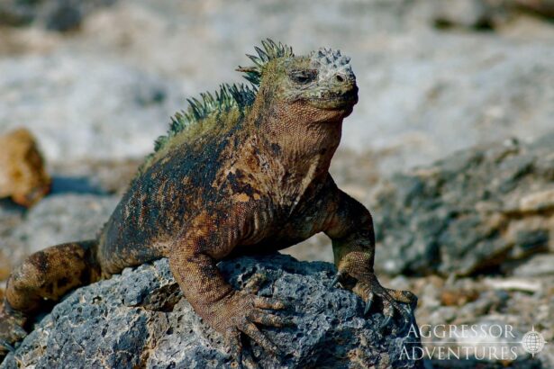 Marine iguana perches on volcanic rock on a Galapagos shoreline