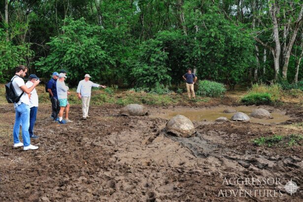 Tour group watching giant tortoises wallow in a muddy pool in the Galapagos