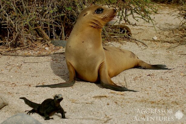 A Galapagos sea lion rests on the beach beside a small marine iguana