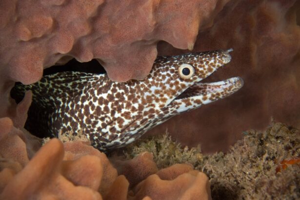 Spotted moray eel peeking out from a coral crevice
