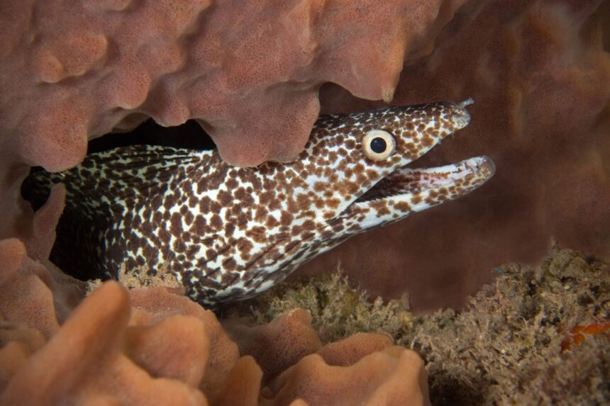 Spotted moray eel peeking out from a coral crevice