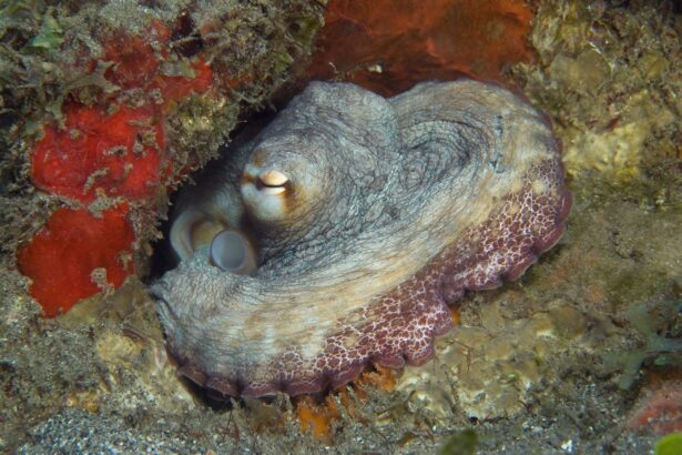 Octopus curled into a crevice between coral and sponge