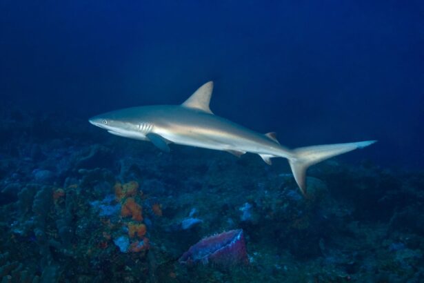 Caribbean reef shark gliding over the reef