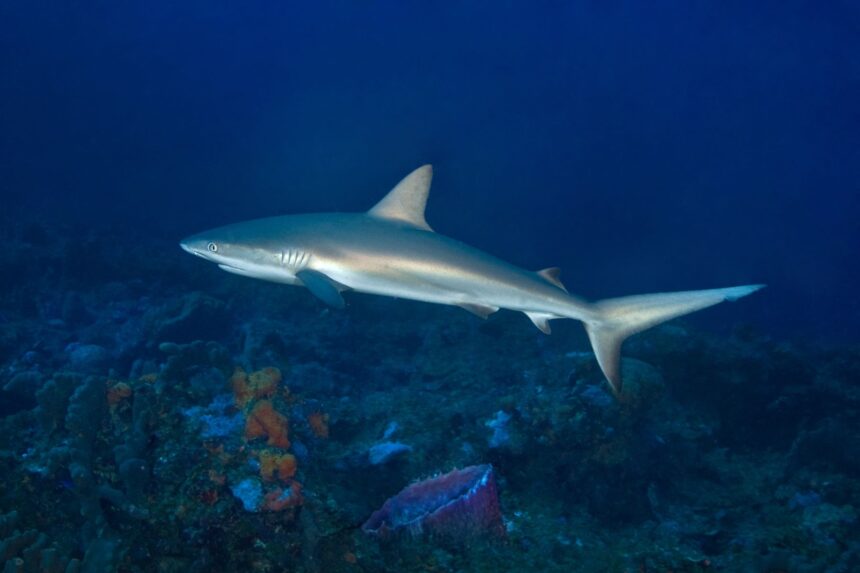 Caribbean reef shark gliding over the reef