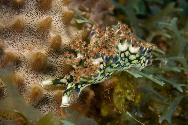Colorful lettuce sea slug crawling across a coral head