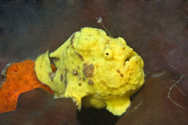 Yellow frogfish camouflaged among sponges on the seafloor