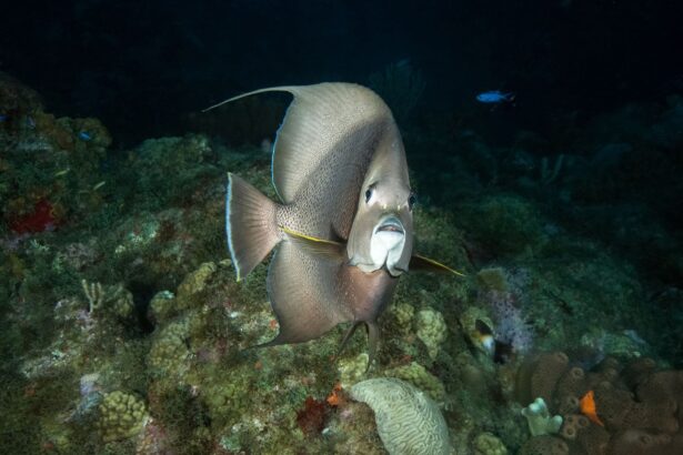 French angelfish facing the camera over a coral reef