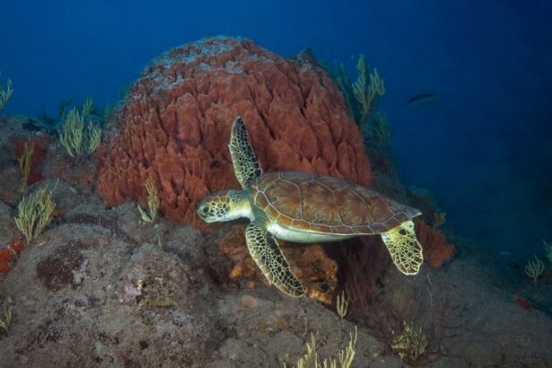 Green sea turtle swimming past a barrel sponge on the reef