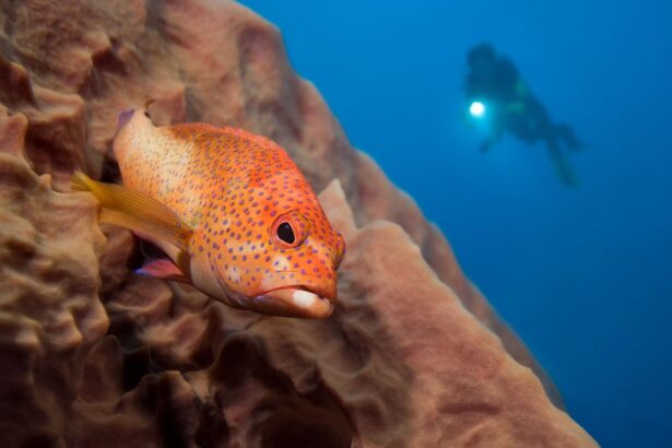 Coney fish resting on the reef with a diver visible in the background