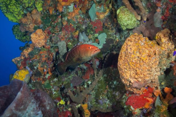 Tiger grouper resting on a colorful Saba wall