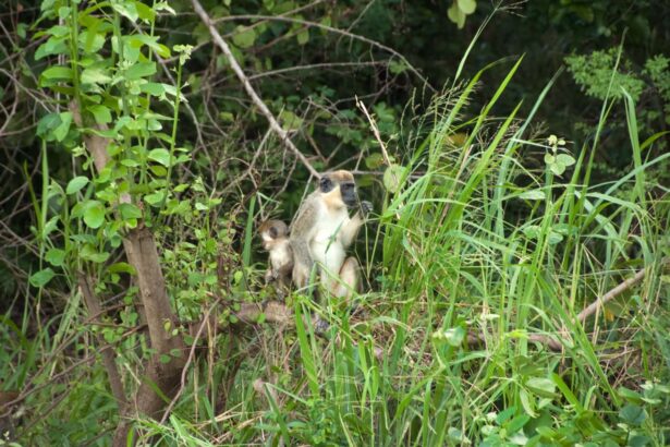 A vervet monkey and its baby peer out from thick greenery on St. Kitts