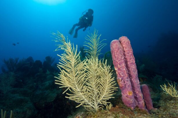 Diver hovering beside a purple tube sponge and soft coral in Saba